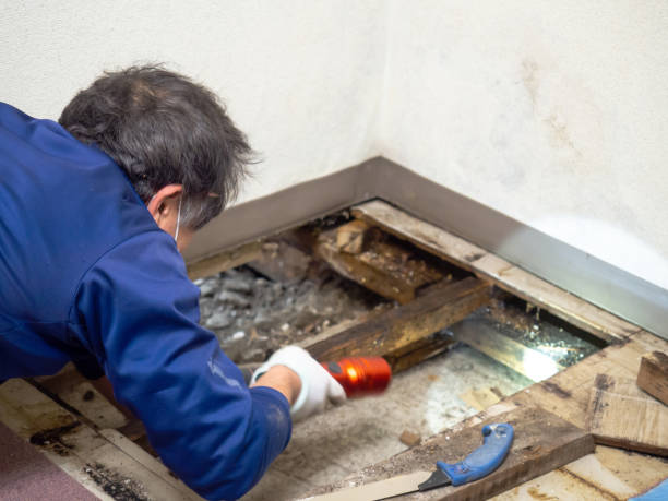 Best Mold Cleaning Services  in Douglass, KS