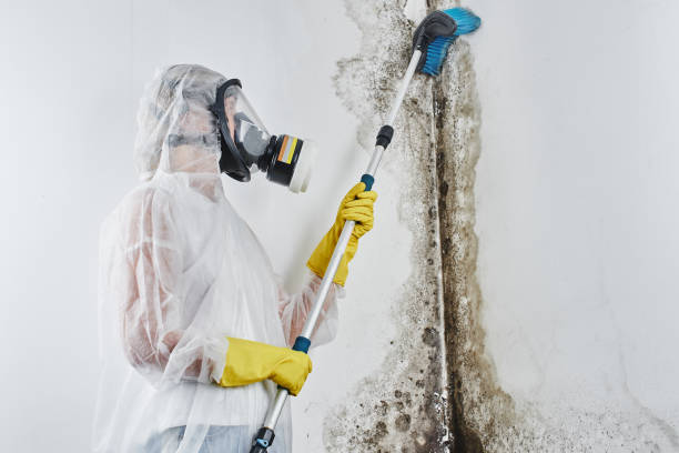 Certified Mold Removal in Douglass, KS