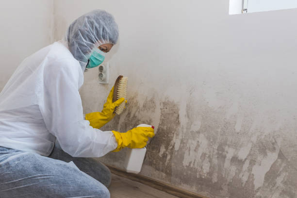 Best Commercial Mold Removal  in Douglass, KS