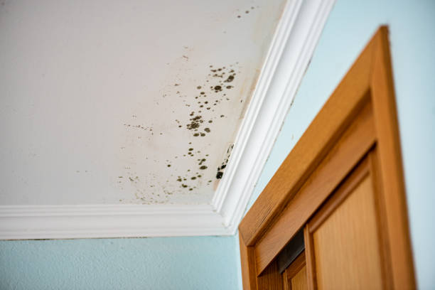 Best Mold Testing  in Douglass, KS