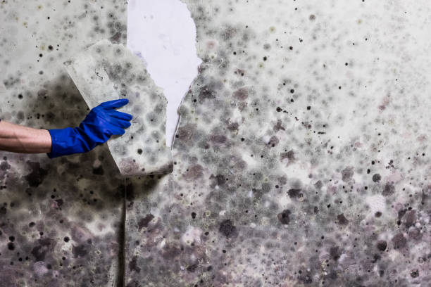 Best Mold Removal Company Near Me  in Douglass, KS