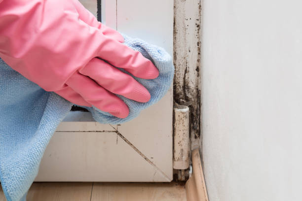 Attic Mold Removal in Douglass, KS