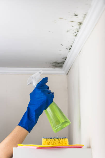 Best Certified Mold Removal  in Douglass, KS